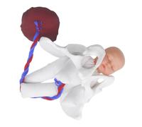 PRETYZOOM Modèle de Bassin D’accouchement avec Bébé, Démonstration | PVC et Tissu, Structure Détachable, Visualisation du Parcours de Naissance, Usage Scolaire et Formation