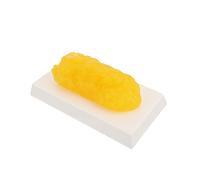 PRETYZOOM Modèle De Graisse Tissu Adipeux Fitness Du Corps Garder Lb Fat Pour La Graisse Modèle De Démonstration Modèle Anatomique Accessoire De Graisse Exemples De Graisse