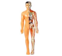 PRETYZOOM modèle d'organe humain casse-tête d'anatomie jouets d'anatomie pour enfants jouets éducatifs pour les enfants de 5 à 7 Toys du corps humain pour enfants 5-7 Plastique