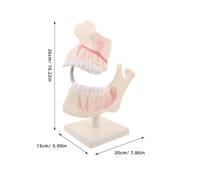 PRETYZOOM Modèle en Plastique Réaliste pour Enseignement - Typodont Compact pour Pratique Préclinique Exercice de Prothésiste Modèle de Dent Permanente Éducatif