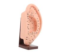 PRETYZOOM Modèle Oreille avec Base pour Massage Auriculaire Acupoints Réalistes pour Enseignement et Réflexologie Outil Pédagogique pour Étudiants et Médecine