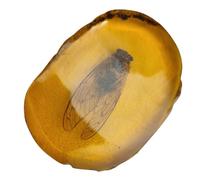 PRETYZOOM Spécimen D'insecte et Collection Décorative en Résine Orange en Ambre Artificiel Présent Unique pour Observation Scientifique et Éducation