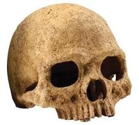 Primat Skull Décoration 15x16x16 Cm