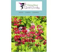 Primevère du Japon Mix - Primula japonica 50 Graines -vivace