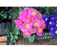 Primevère Polyanthus - Primula eliator Gigantea des jardins en mélange 50 Graines