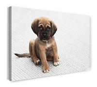 Printistico Impression sur toile (80x60 cm) chiot chien, apparence de bébé, animal mignon, couleurs fantastiques, photos d'animaux, photographie de nature, toile sur cadre en bois