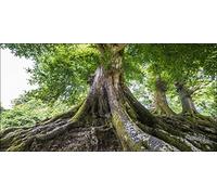 Pro-Art-Bilderpalette g1711g Tableau Mural Impression giclée Motif Arbre de Vie 100 x 50 cm, Multicolore, 60x30 cm