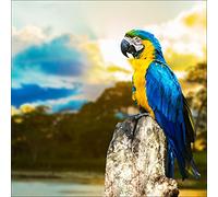 Pro-Art-Bilderpalette g1813a Tableau Mural Impression giclée Motif Perruche I 30 x 30 cm, Multicolore, 50 x 50 cm