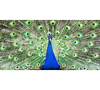 Pro-Art-Bilderpalette g1818g Tableau Mural Impression gi Motif Paon I 100 x 50 cm, Multicolore, 100x50 cm