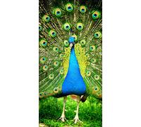 Pro-Art-Bilderpalette g1819g Tableau Mural Impression giclée Motif Paon II 50 x 100 cm, Multicolore, 100x50 cm