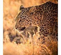 Pro-Art-Bilderpalette g1854K giclee go Motif Course Multicolore