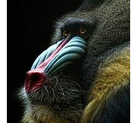 Pro-Art-Bilderpalette g1856b papio Art Mural Impression Giclée Motif, Multicolore