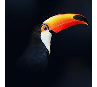 Pro-Art-Bilderpalette g1864B Toucan giclee Motif Multicolore