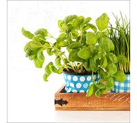 Pro-Art-Bilderpalette gla684b Décoration Murale sous Verre Motif Colourful Herbs I 50 x 50 cm