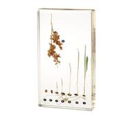 Processus d'éjection de spécimens de sorgho Spécimens de Presse-papiers Spécimens d'animaux pour la Classe de Sciences pour l'enseignement des Sciences,Transparent-16cm