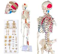 Professiol Squelette Blanc Squelette Modèle Squelette Atomique 85cm Hauteur, pour L’enseignement Médical, Les Cliniques Hospitalières