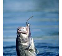 Professional Angler's Choice Boîte de 50 hameçons de pêche sans ardillon à tige incurvée (4#)