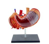 Professionnels PVC 4D Anatomie de l'estomac Modèle d'anatomie de l'estomac PVC 4D Modèle d'anatomie de l'estomac pour examens médicaux et expositions scientifiques Outil de préparation d'examen