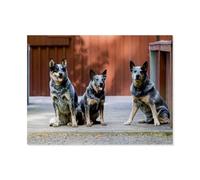 Promenade au Bord du lac avec des Australian Cattle Dogs,Jigsaw Puzzles Puzzle, 1000 Pièces en Bois Adultes Puzzles, Enfants Cerveau IQ Développement Cadeau(75x50cm)-AR100