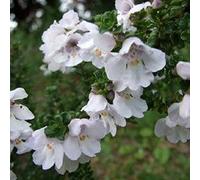 Prostanthera Cuneata- Menthe australienne 20-25 cm en conteneur