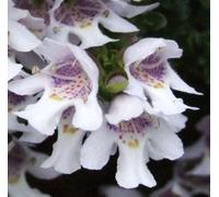 Prostanthera cuneata - Menthe des montagnes 20- 25 cm - conteneur