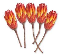 Protea Lot de 5 véritables buissons de sucre africains séchées - Plantes séchées avec fleurs multicolores - Décoration de table bohème pour bricolage