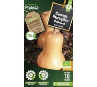 PROTECTA Semence Courge musquée Butternut BIO