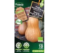 PROTECTA Semence Courge Sucrine du Berry BIO