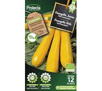 PROTECTA Semence Courgette jaune BIO