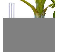 Protection d'arbre - Fournitures de jardinage autocollantes transparentes et imperméables | pour cerf, lapin, animaux, Noël, hiver, été, printemps, jardin, paysage, pelouse, fruits, branches, racines