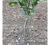 Protection de tronc d'arbre en maille métallique pour protéger les jeunes arbres contre les dommages causés par la faune et les risques de tonte, avec attaches et clous de sol (A)
