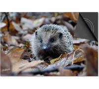 Protection induction 83x51,5 - plaque de recouvrement induction mat- Dietrix Protection de table de cuisson- Exclusif - Automne - Hérisson en feuilles