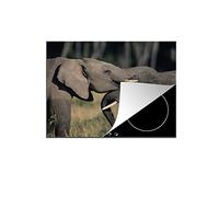 Protège-plaque à induction - Plaque Protection Vitrocéramique Induction - Vinyl - Éléphant - Animaux - Gris - Nature - 60x52 cm - Couvre Plaque de Cuisson - Accessoires de Cuisine