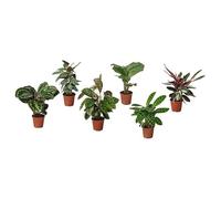 ProTuning Bladverk Plante en pot Assortiment 14 cm
