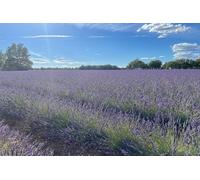 Provence perle du sud de la France