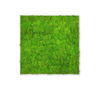PROVISTON Panneau mural végétal 520 x 520 x 40 mm Mousse véritable vert clair