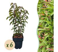 Prunier de Chickasa - Prunus lusitanica Angustifolia - 6 Plantes - Plante de haie 1 m - Persistant - Feuillage vert - 17 cm - Hauteur 50 cm - Parfait pour haies denses & brise-vue