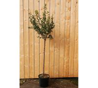 Prunier mirabelle de nancy' taille du pot - en pot de 15 litres