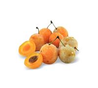 Prunier nain prunélla - nains de jardins® - pot de l