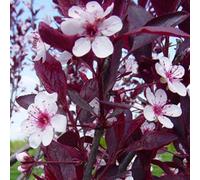 Prunier nain - Prunus Cistena - 60-80 cm en conteneur