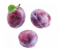 Prunier Prunus domestica Reine Claude d'Althan 120cm - Prunier noble sucré, autofertile, résistant au froid, en pot