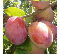 Prunier reine claude de chambourcy - pot de 10l