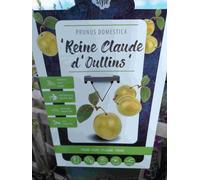 Prunier Reine Claude d'Oullins 100-120 cm - Prunus domestica - prunier jaune - rustique - arbre fruitier en pot