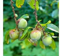 Prunier Reine Claude Doullins 120cm Pot 5L - Prunus domestica 120 cm Pot 5L ? Arbuste ? Floraison abondante ? Jardin ? Soleil