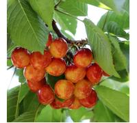 Prunus avium Bigarreau Napoleon - Cerisier 120 cm en Pot