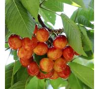 Prunus Avium Bigarreau Napoleon - Cerisier 120 cm en Pot - Plante En Pot - Floraison Avril - Hauteur 1,50 m