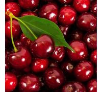 Prunus Avium Summit - Cerisier 120 cm en Pot - Plante En Pot - Floraison Avril - Hauteur 1,50 m