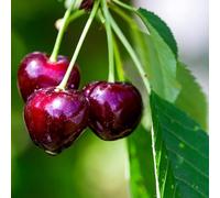 Prunus Avium Van - Cerisier 120 cm en Pot - Plante En Pot - Floraison Avril - Hauteur 1,50 m