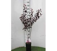 Prunus cer. 'Nigra' - Prunier De Pissard 'Nigra', Prunier Myrobolan 'Nigra' 60-80 cm en pot