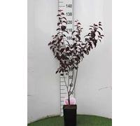 Prunus cer. 'Nigra' - Prunier sanguin 60- 80 cm - conteneur